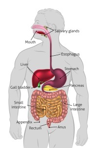 Digestion