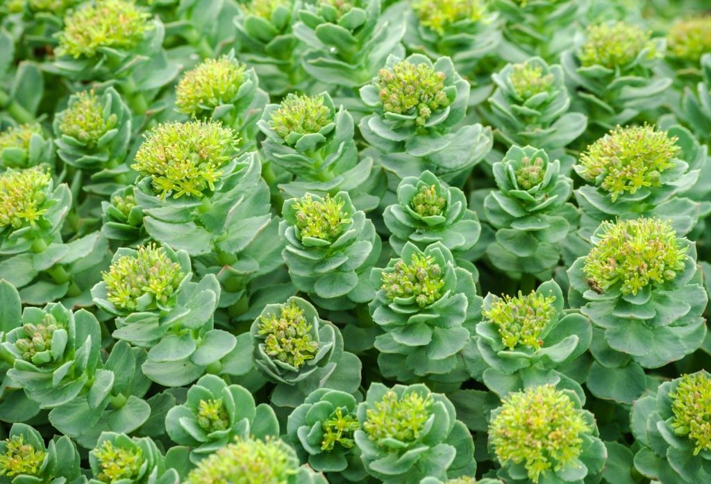 Rhodiola