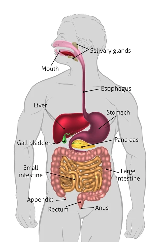 Gallbladder
